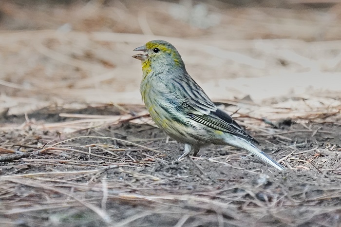Vogelarten Kanarische Inseln