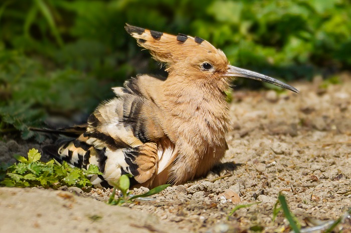 Vogelbeobachtung Gran Canaria