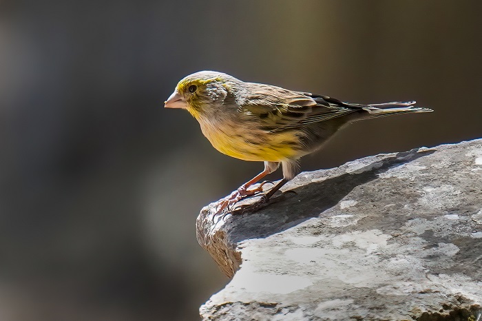 Vogelbeoabachtung Gran Canaria Kanaren