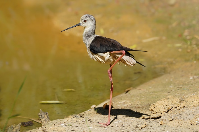 Vögel Kanarische Inseln
