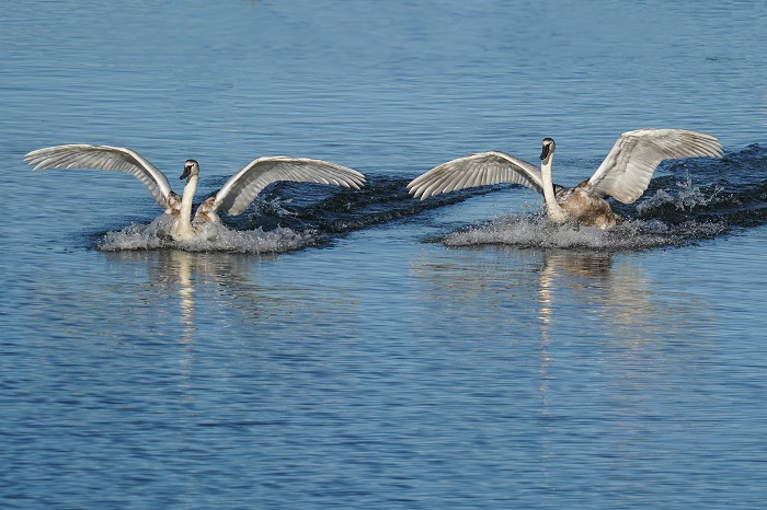 Vögel Ismaninger Speichersee