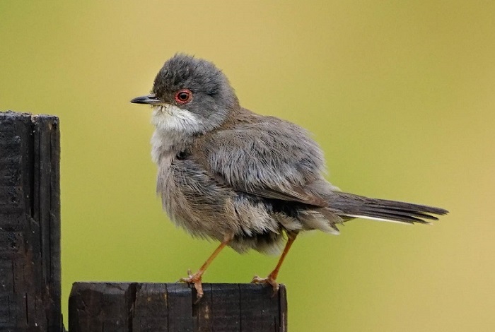 Vogelbeobachtung Kreta