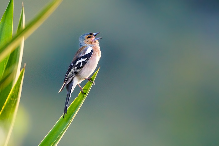 Vogelbeobachtung Kreta