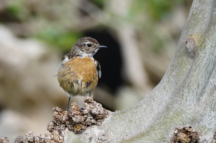 Vogelbeobachtung Kreta