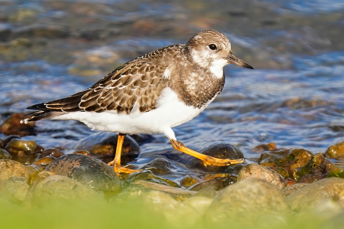 Vogelbeobachtung Kreta