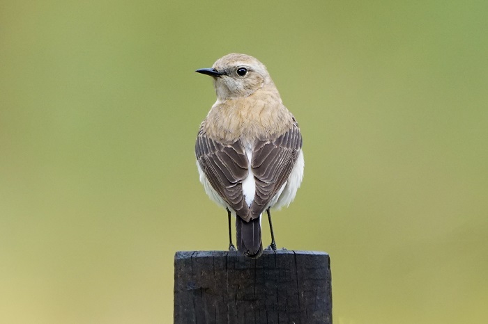 Vogelbeobachtung Kreta