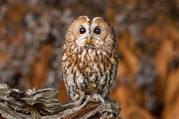 Vogelbeobachtung Schloßpark Nymphenburg