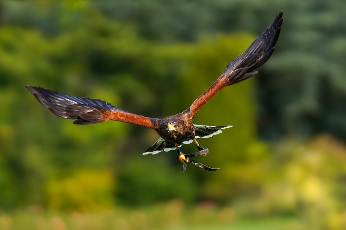 Greifvögel Walsrode