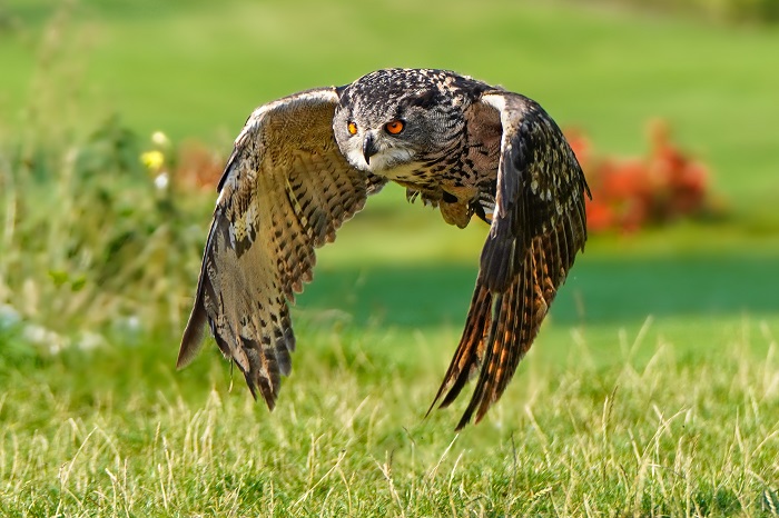 Uhu Vogelpark Walsrode