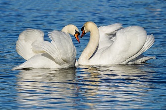 Sandra Wäschenfelder Vogelbilder