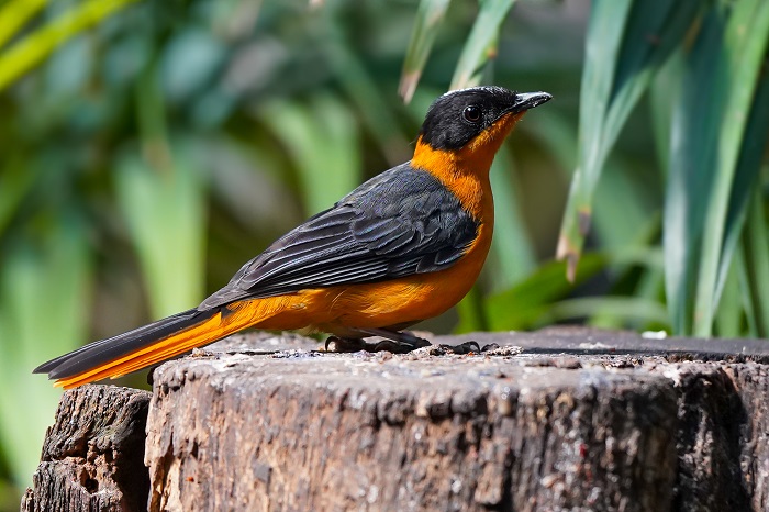 Schneescheitelrötel