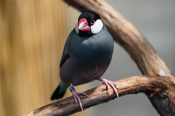 exotische Vögel Wilhelma zoo stuttgart