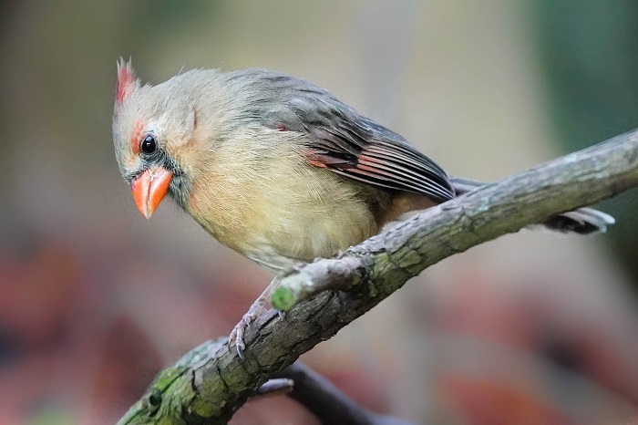 Vögel Wilhelma