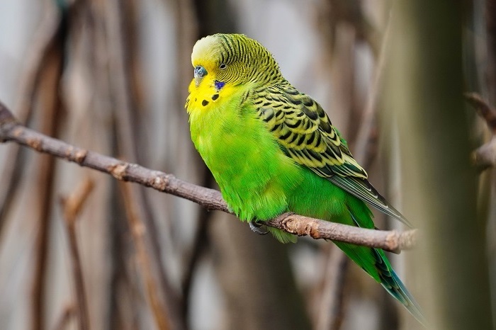 Vögel Wilhelma