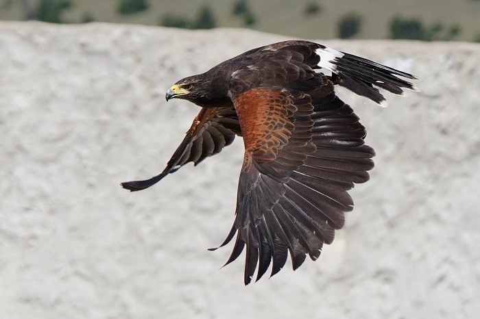Flugaufnahme Wüstenbussard