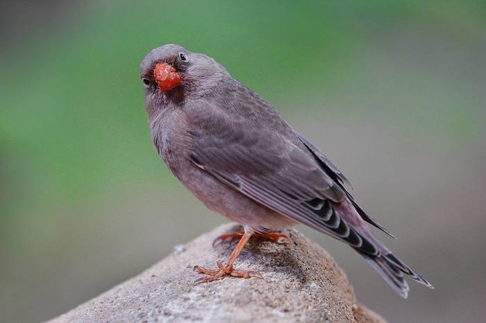 Vöge Zoo Nürnberg Vogelarten exotische Vögel