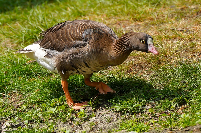 Zwerggans