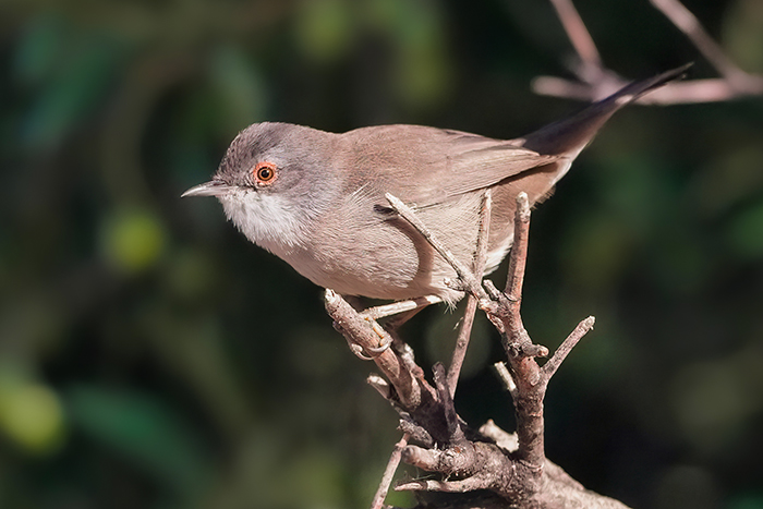 Ansitzfotografie Kleinvögel