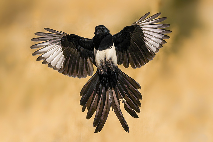Vögel fotografieren