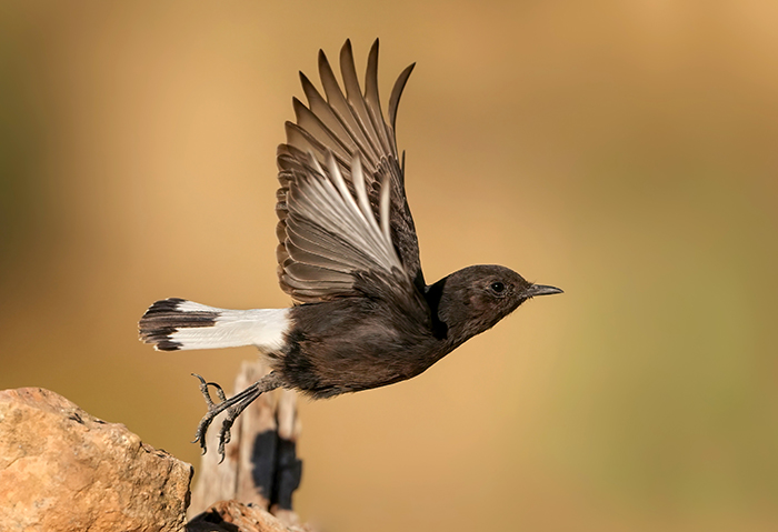 Vögel fotografieren