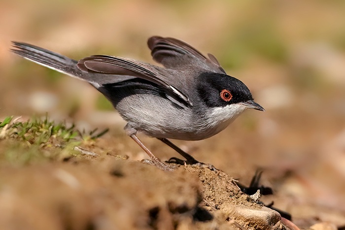 Vogel Ansitzfotografie
