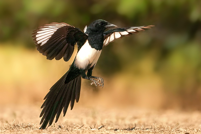 Vogelfotografie Reise 