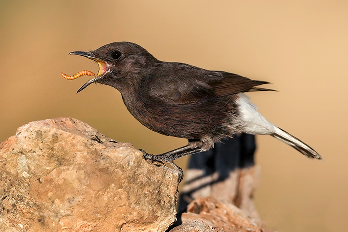 Vogelfotografie Reise