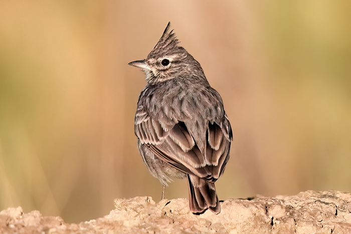 Vogelfotografie Spanien