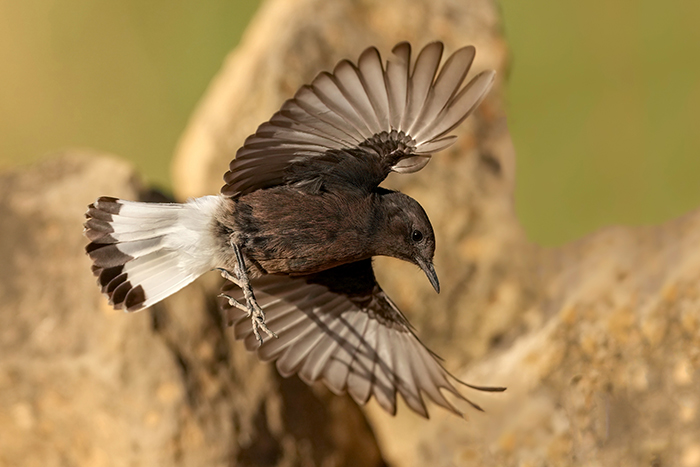 Vogelfotografie