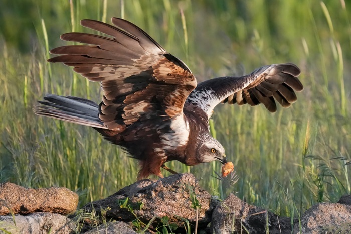 Vogelfotografie Vogel Foto Reise