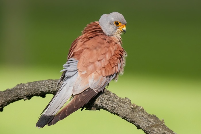 Vogel Fotoreise
