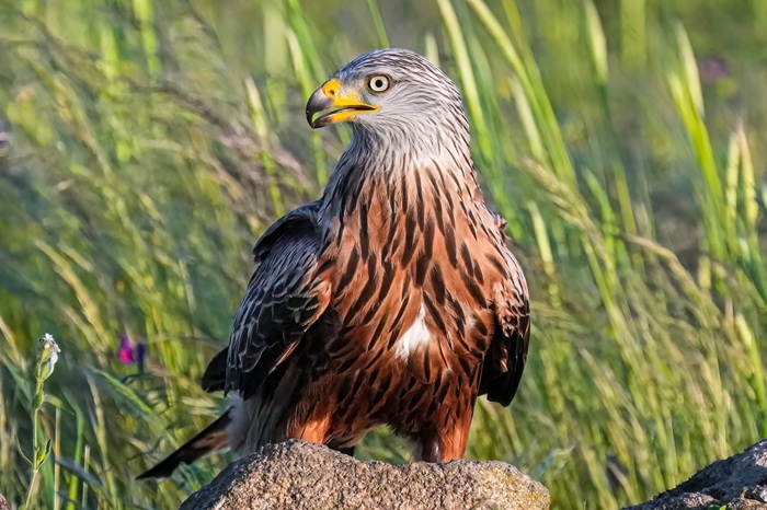 Voegel Greifvögel Fotoreise nach Spanien