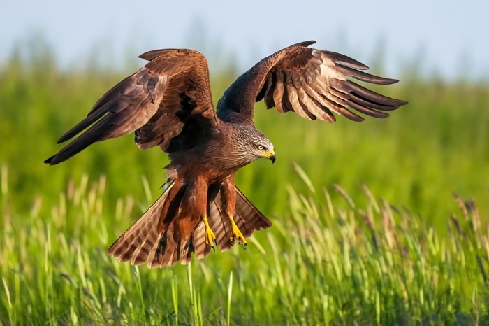 Vogelboebachtung Spanien