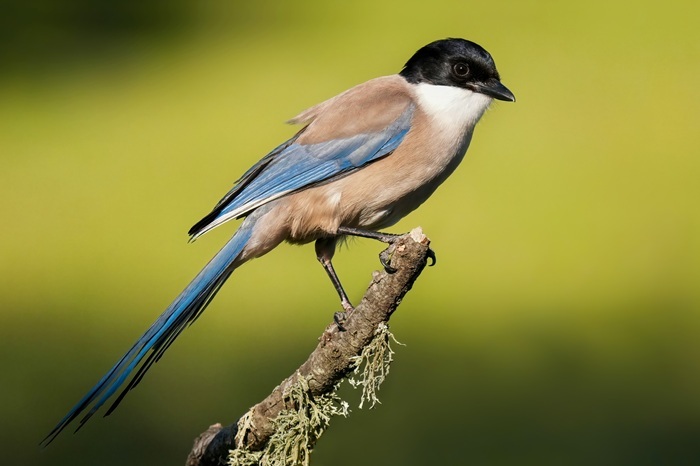 Vogelbeobachtungsreise