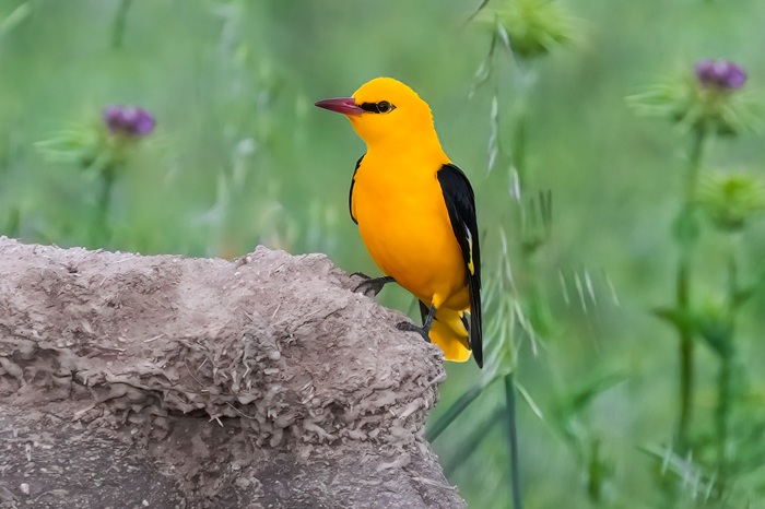 Vogelbeobachtungsreise