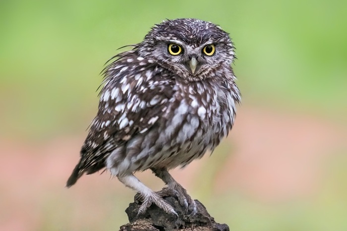 Vogel Fotoansitz Vogel Fotoversteck