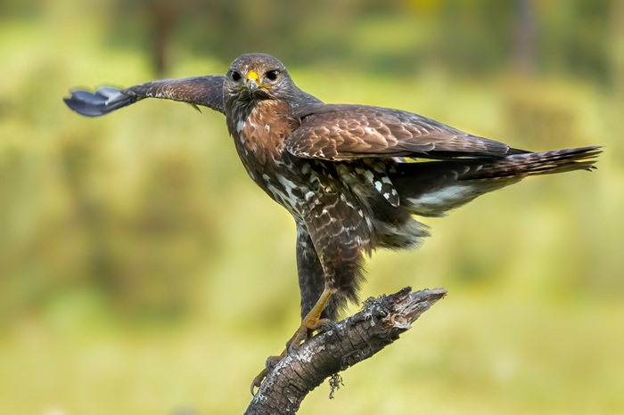 Vogelbeobachtungsreise Spanien