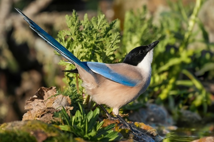 Vogelbeobachtungsreise Spanien