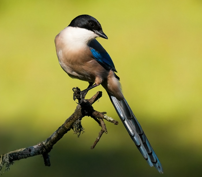 Vogelboebachtung Spanien
