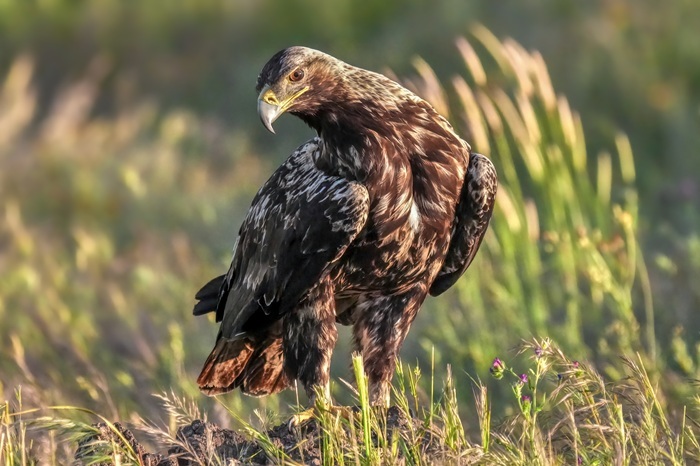 Adler Fotoversteck