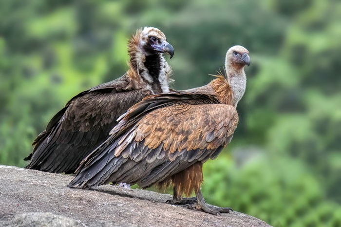Vogelbeobachtungsreise Spanien