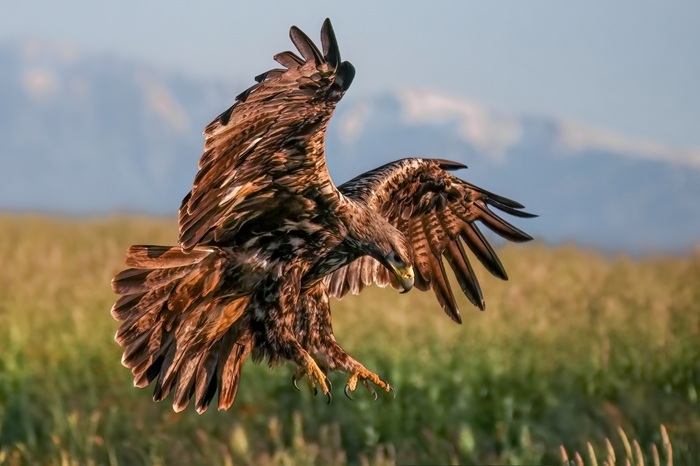 Greifvogel Foto Reise