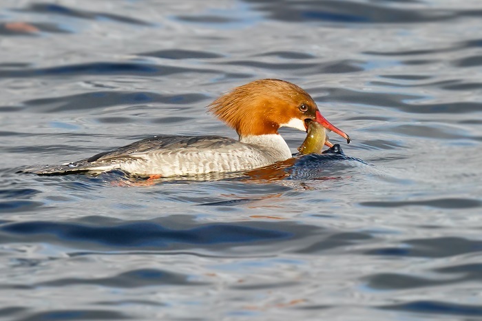 Vögel Starnberger See