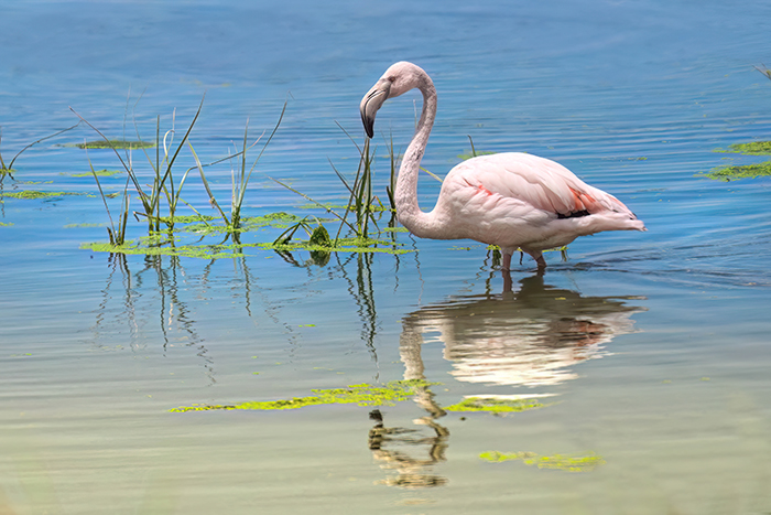Flamingos Spanien