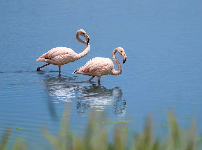 Flamingos Spanien