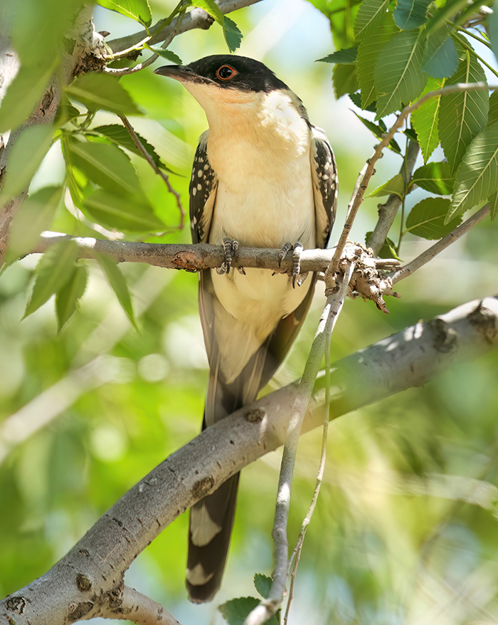 Spanien Vogelbeobachtung
