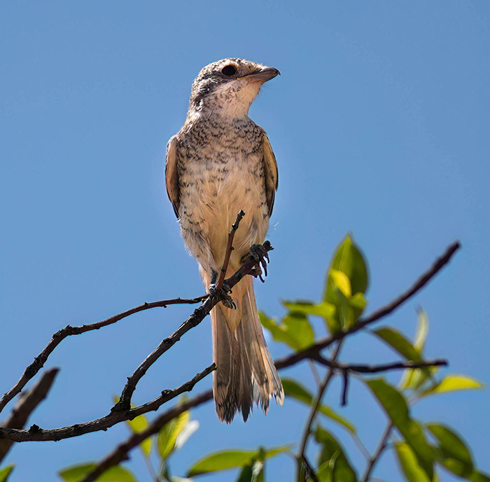 Vogelbeobachtungs toru vögel beobachten Spanien