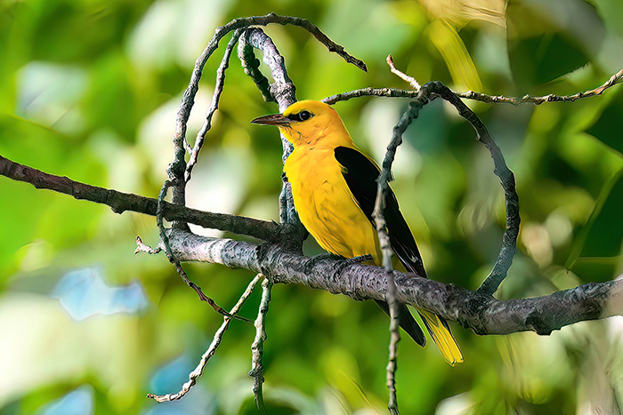 Vogelfotografie Tour Spanien