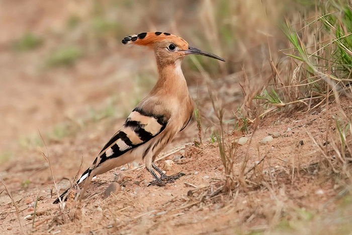 Vogelbeobachtung Extremadura