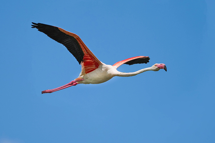 Vogelbeobachtung in Spanien